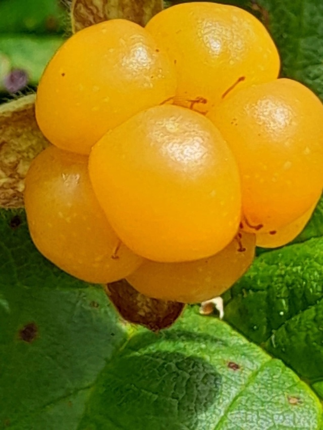 Дары болот Пермского края
Фото: Валентина Вороненко