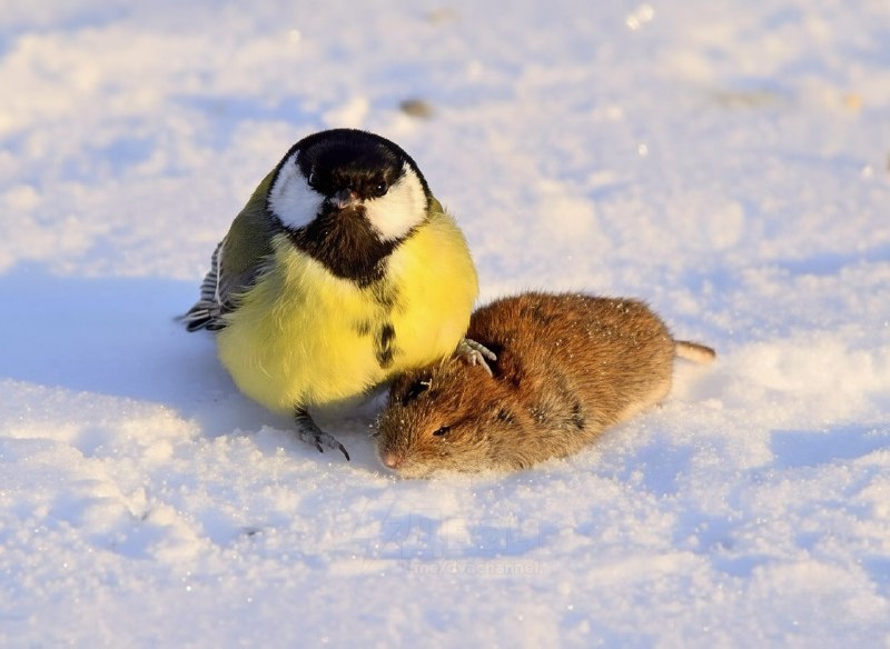 Мы — Веном: большая синица обычно ест насекомых и семена, но когда наступает суровая зима и еды почт