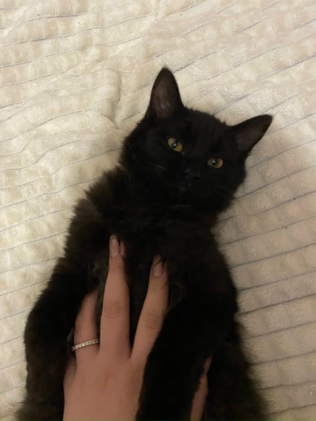 Отдам котенка девочку в добрые руки. Примерно 3-4 месяца...