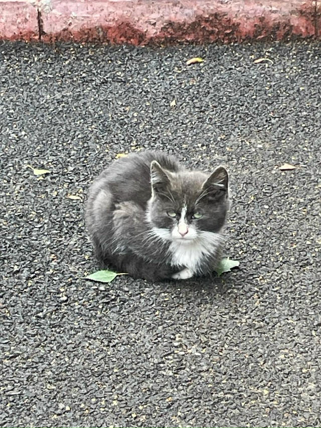 Саманта, найдена на улице, любима и сыта