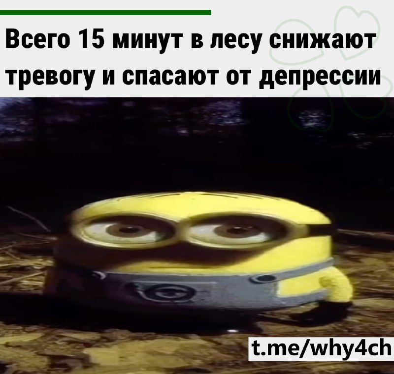 Природа обладает мощным восстанавливающим эффектом для психики, лучше даже, чем занятия спортом. Люб