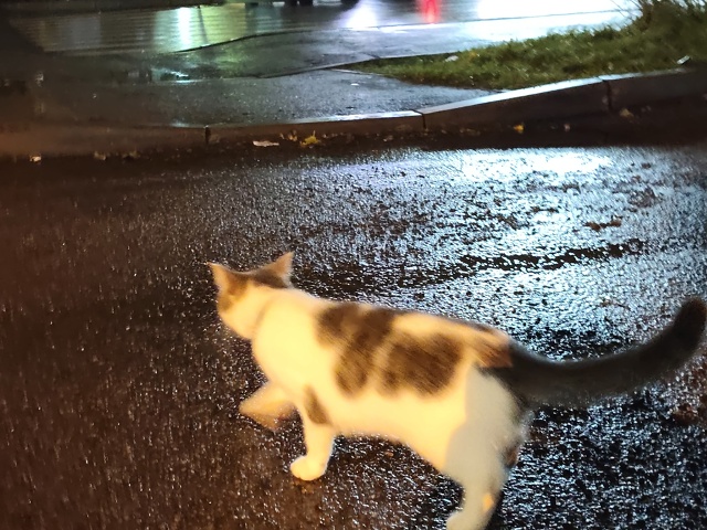 на школьном (5к1)увидели котика, в синем ошейнике. к рука...