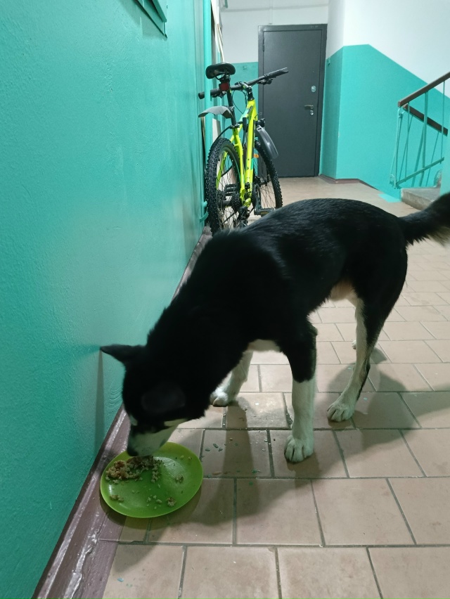 Добрый день.
Чья потеряшка находится по ул. Комсомольс?...