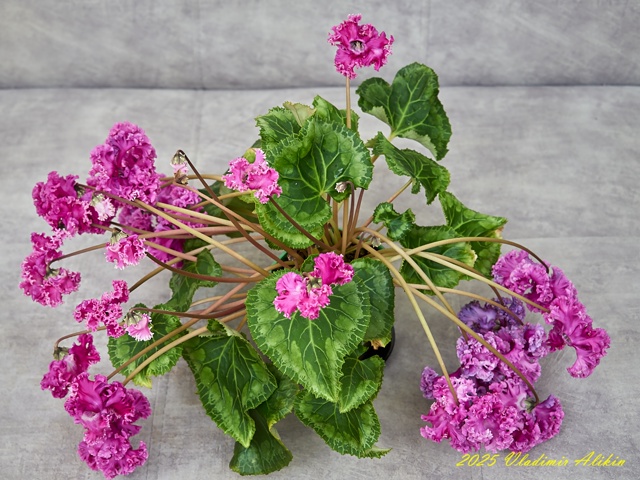 Балконные ))), хвастайте своими )!