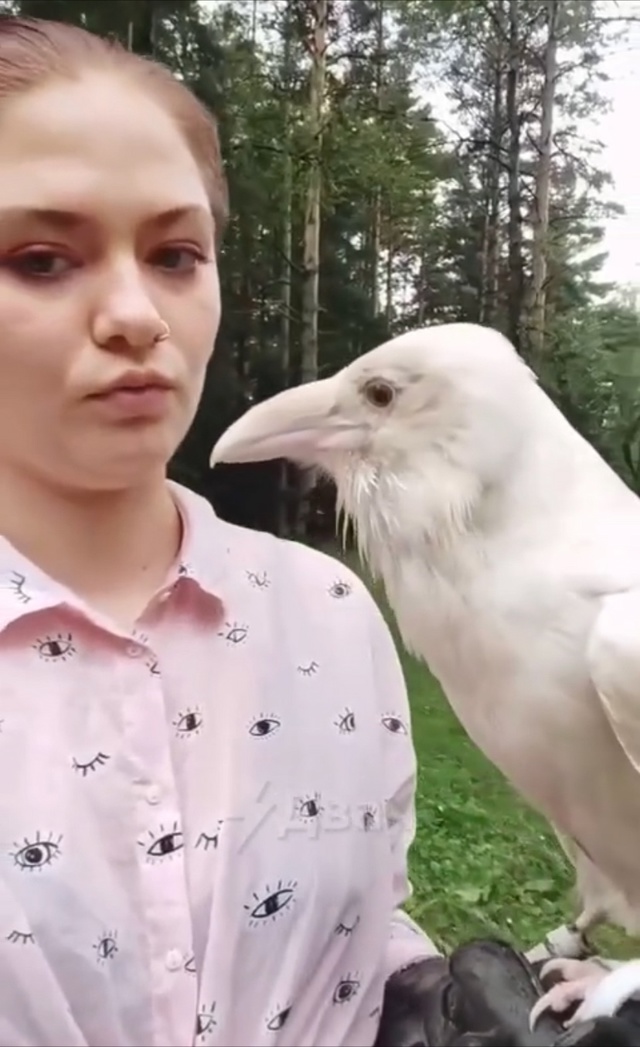 Белые вороны действительно существуют, однако эти пти?...