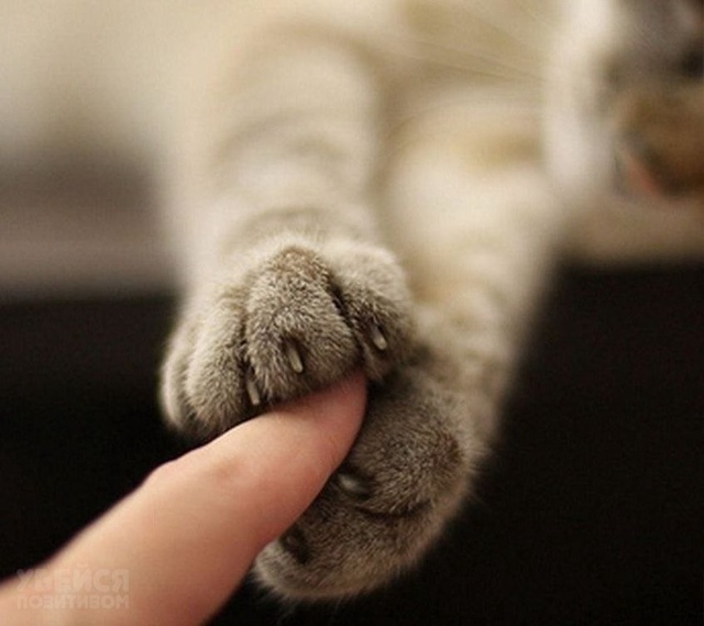 Уровень поддержки: мaксимальный.