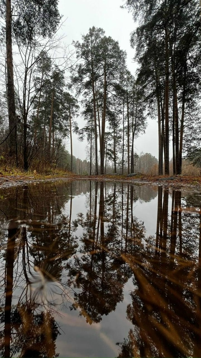 Атмосферные снимки из Асбеста передают дух осени🍂
???...