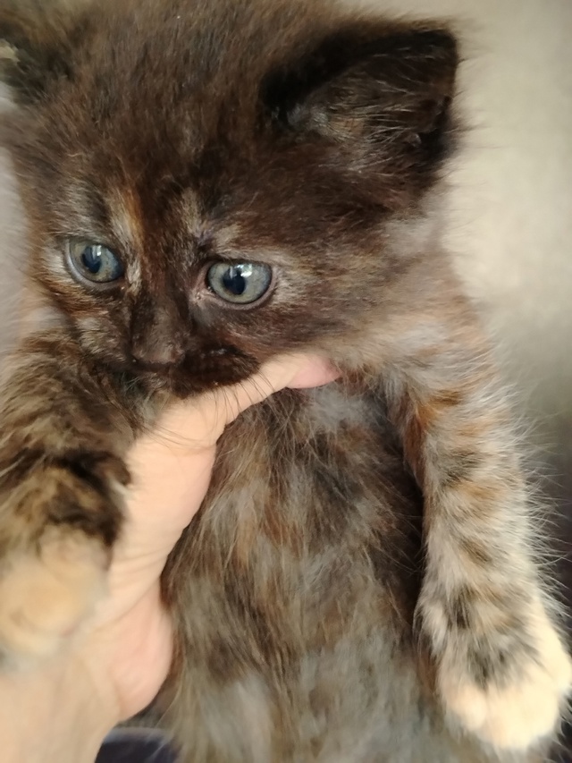 Отдам котят, кушают сами , лоток знают.