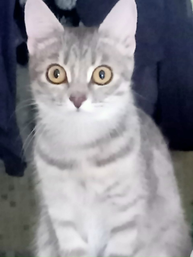 Пропала серая кошечка, очень красивая,  на Александров...