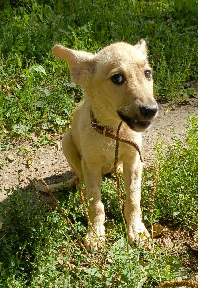 Прекрасный щенок Лея очень ждëт ответственных хозяев....