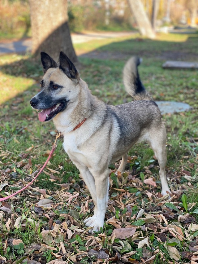 ❤ АЙНА ЖДЕТ СВОЮ СЕМЬЮ
Умная, эмоциональная непоседа п...