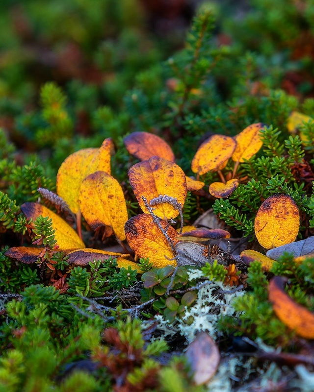 Мурманская область 🇷🇺