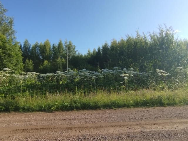 Что на этот раз администрация ответит? Борщевиком вся ?...