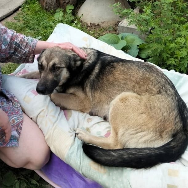 Ищем дом и хозяев для бездомной БОНИ‼
Хозяйка двора 🐕...