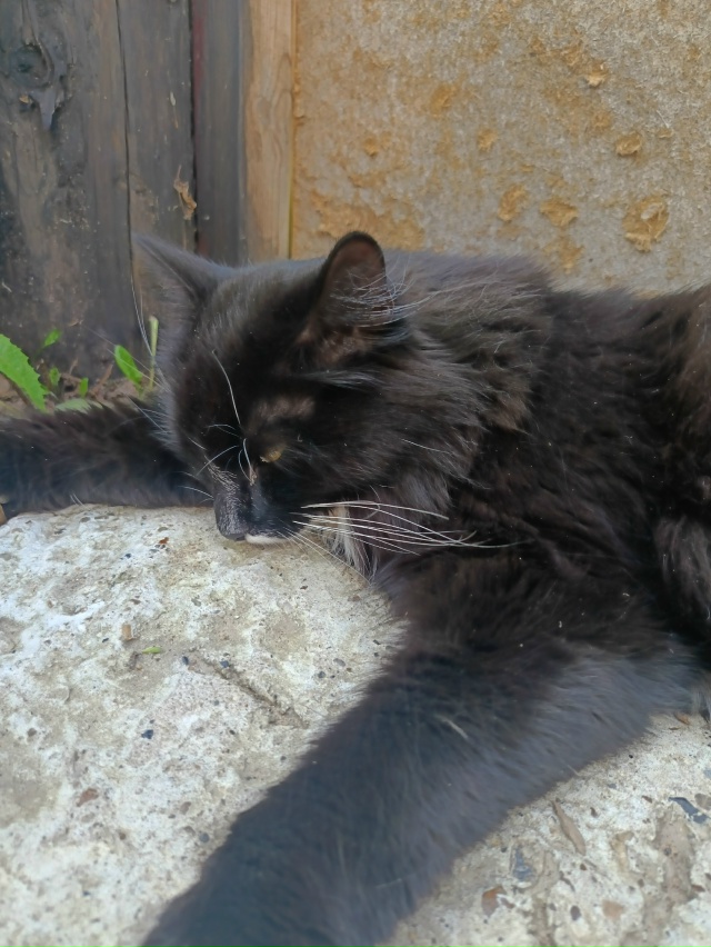 Потерялся кот в районе частного сектора на победе. Отк?...