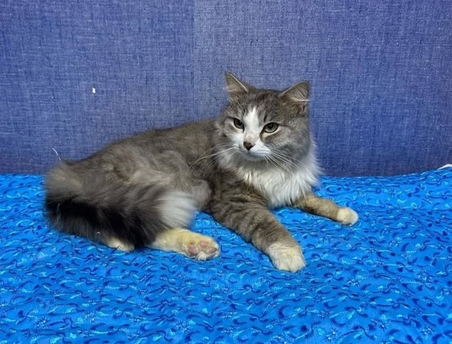 Позвольте представить ➡️ котик МАРИС 🐈.
Кот поистин?...