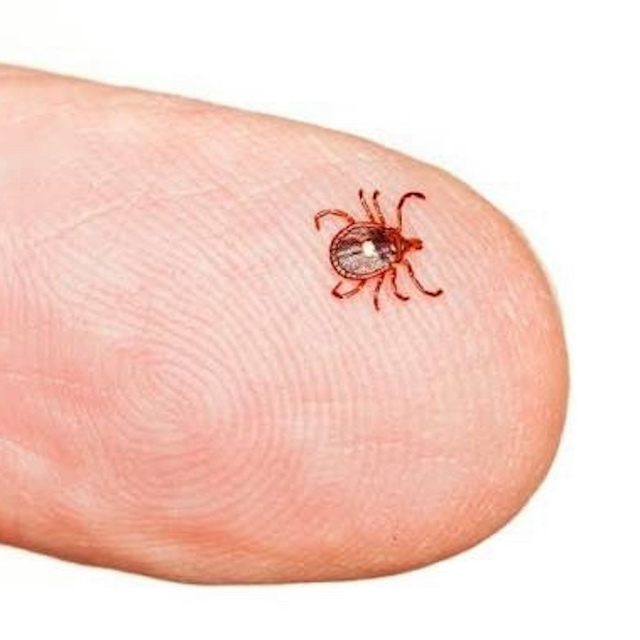 Один укус — и больше никакого мяса В южных и восточны?...