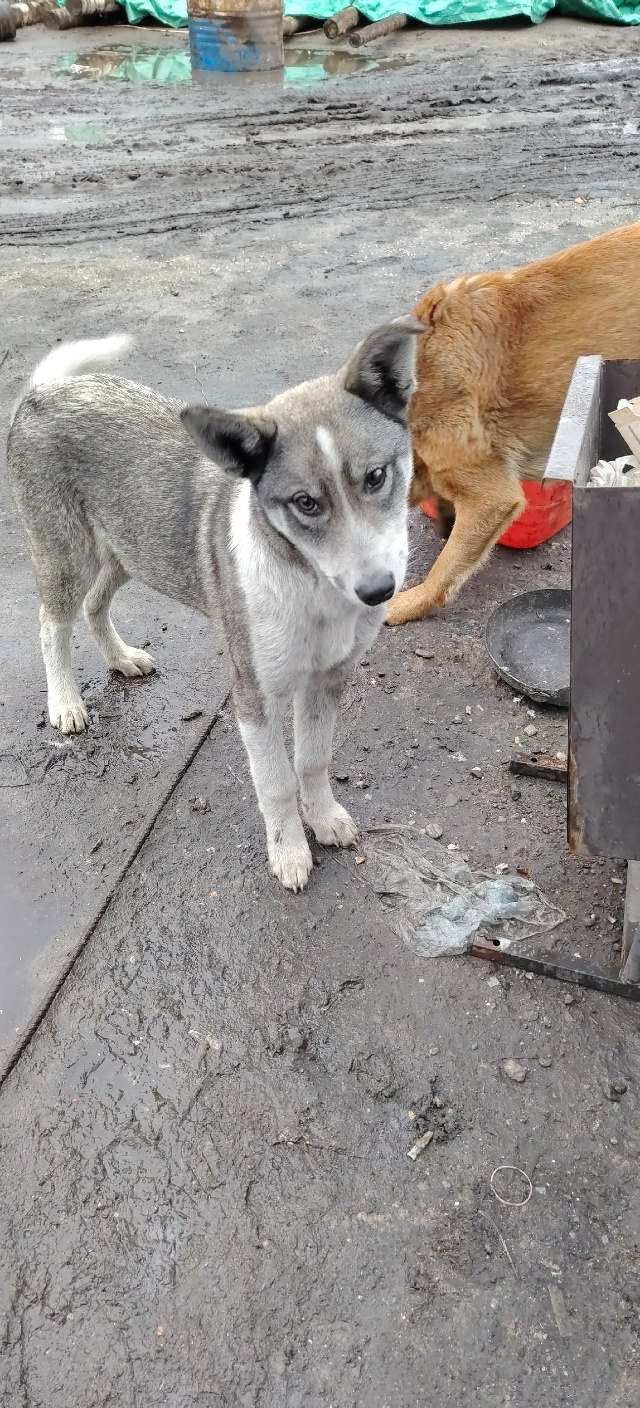 Здравствуйте. Собачку никто не терял? Примерно пару ме?...