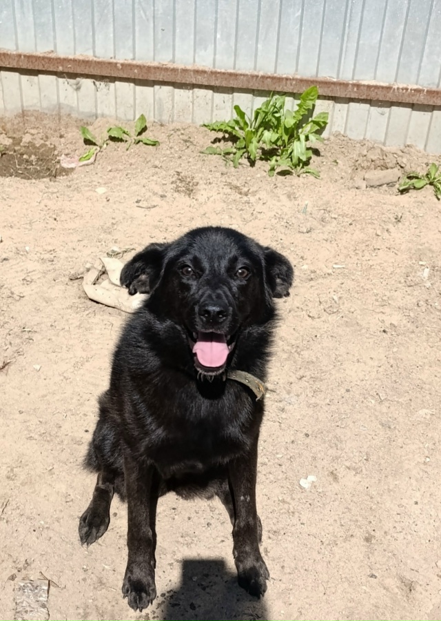 Ищу дом для этой замечательной девочки! 🌟🐶
Она очень ...