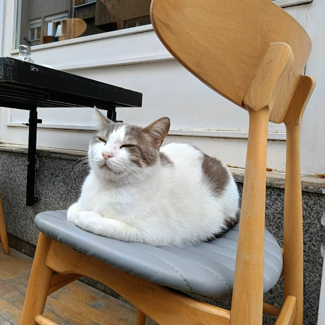 Котики Стамбула 🇹🇷
Они там в почёте 👌❤️