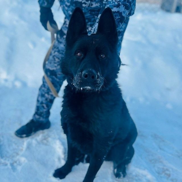 В Нефтеюганске полицейские ищут добрых хозяев служебн...