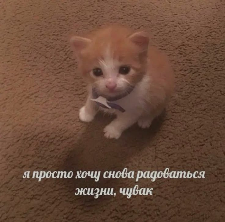 Ночная подборочка
Спать, режим