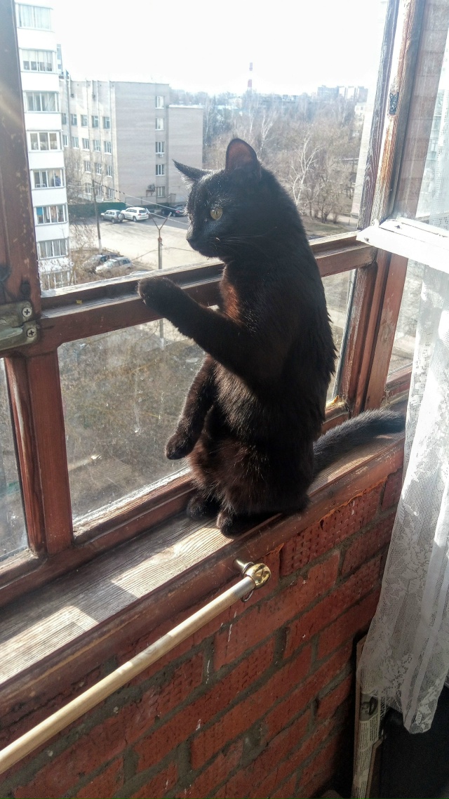 КОТИК ГРИША