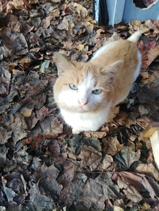 Пропадает котик, не знаю, откуда он появился, но живёт в...