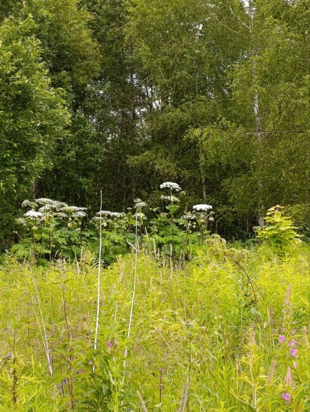 56.090350, 36.127908 пересечение дорог между деревнями Ситнико?...