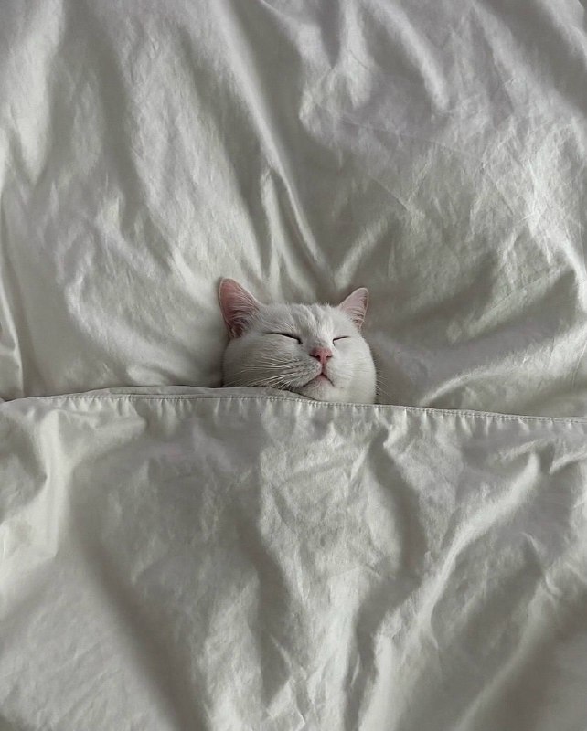 Споть :3
