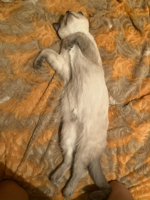 Потягушечный Максюха🐈❤