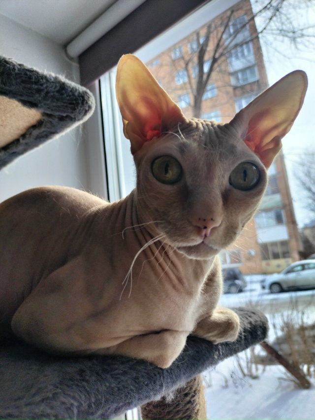 Фараон внимательно слушает вас. (Или просто Фарик)