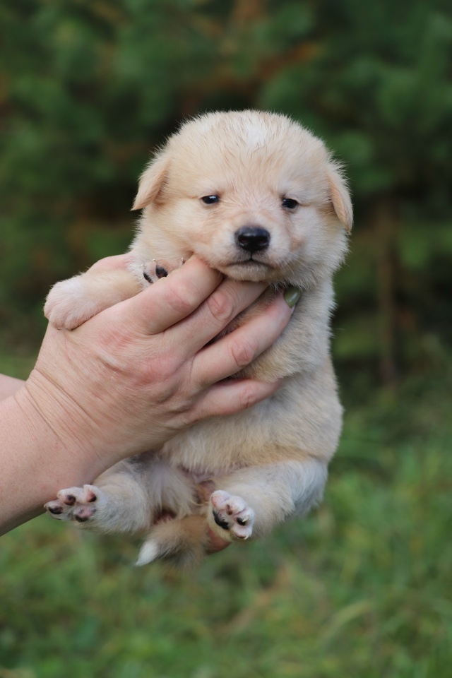 В поисках самых любящих и ответственных хозяев очаров?...