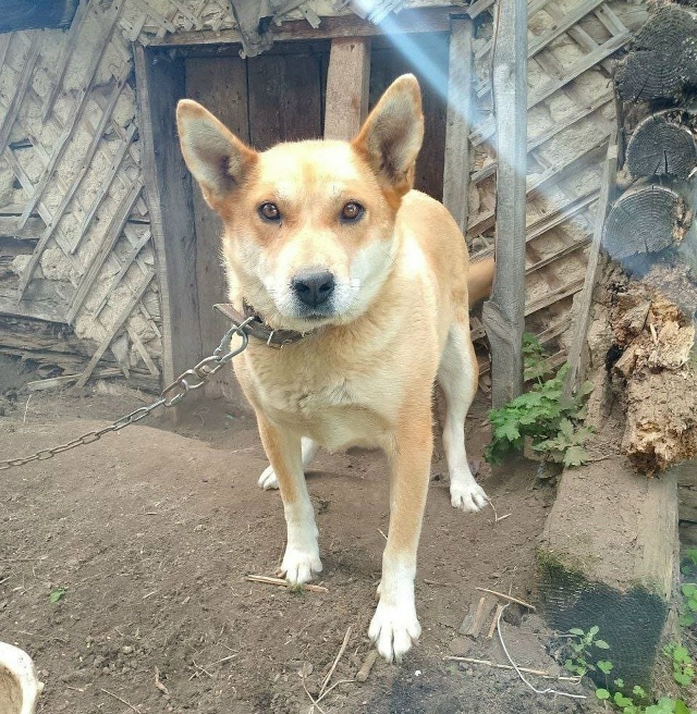 📍г. Бородино.
Отдаются в добрые руки собачки разного в...
