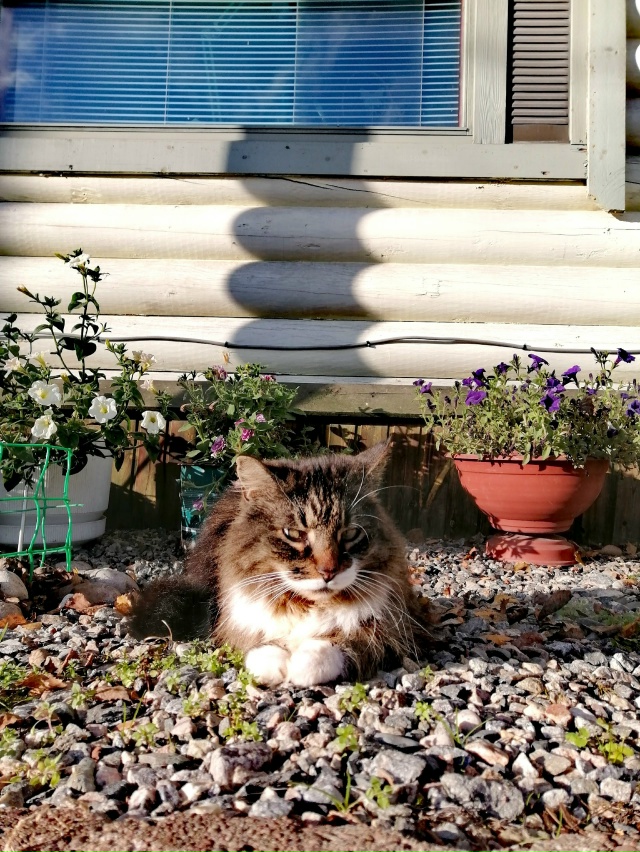 Мои брутальные ребята... Мои хозяева в доме... Мои хвоста...