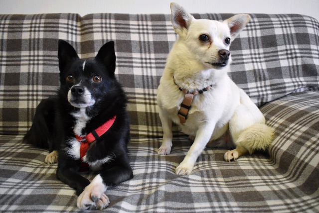 🦁Рубрика «Животные» #Животные@podslushanoperm
⠀
1) Продолжае?...