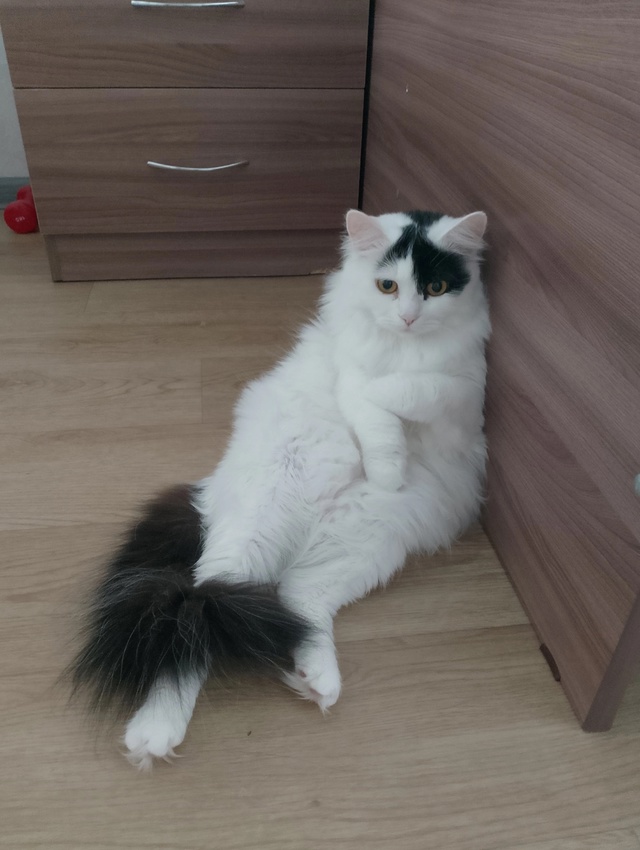 Пропала кошка! 🆘
Мы не оставляем попыток найти нашу к?...