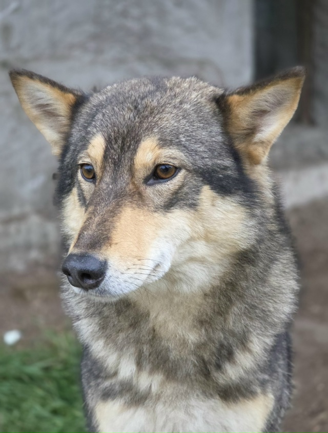💔 Срочно! Сердце разрывается: Брошенный щенок вырос в ...