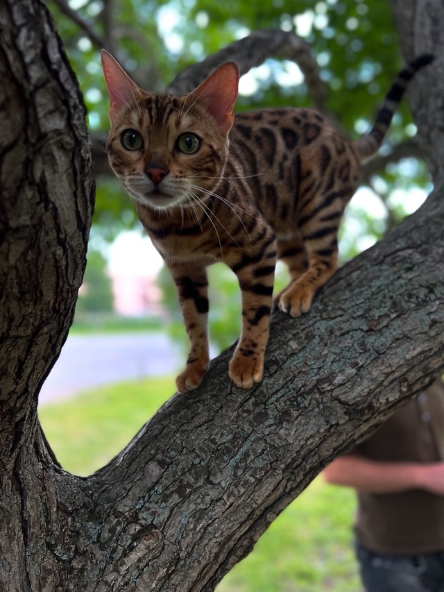 Добрый день! Похищена кошка кличка 