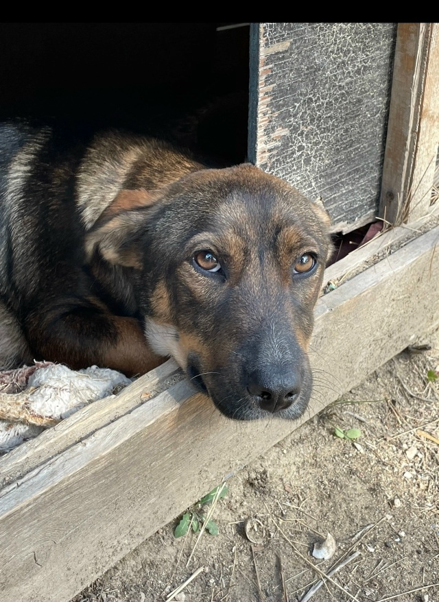 Пропала собака в районе курортной зоны, ул. Фрунзе, ул.П...