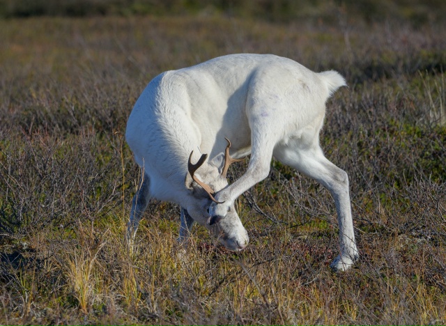 Ну, каков красавец ❤
Фото: Олег Кулябин