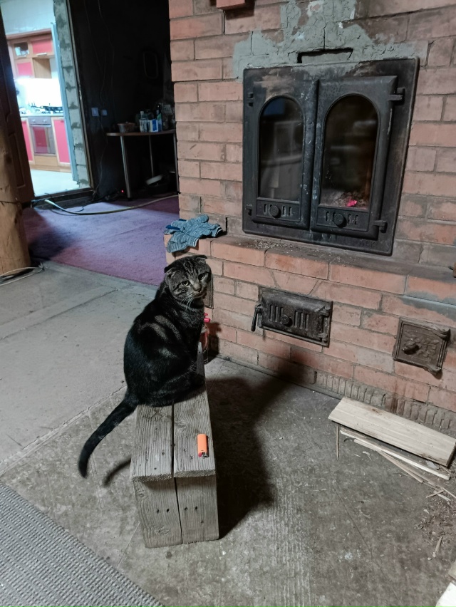 Добрый день. Отдадим в добрые руки вислоухого кота -бри...