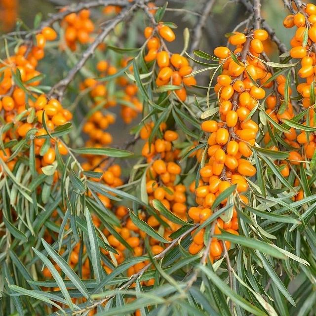 Учёные всё чаще называют облепиху настоящим «сибирски...