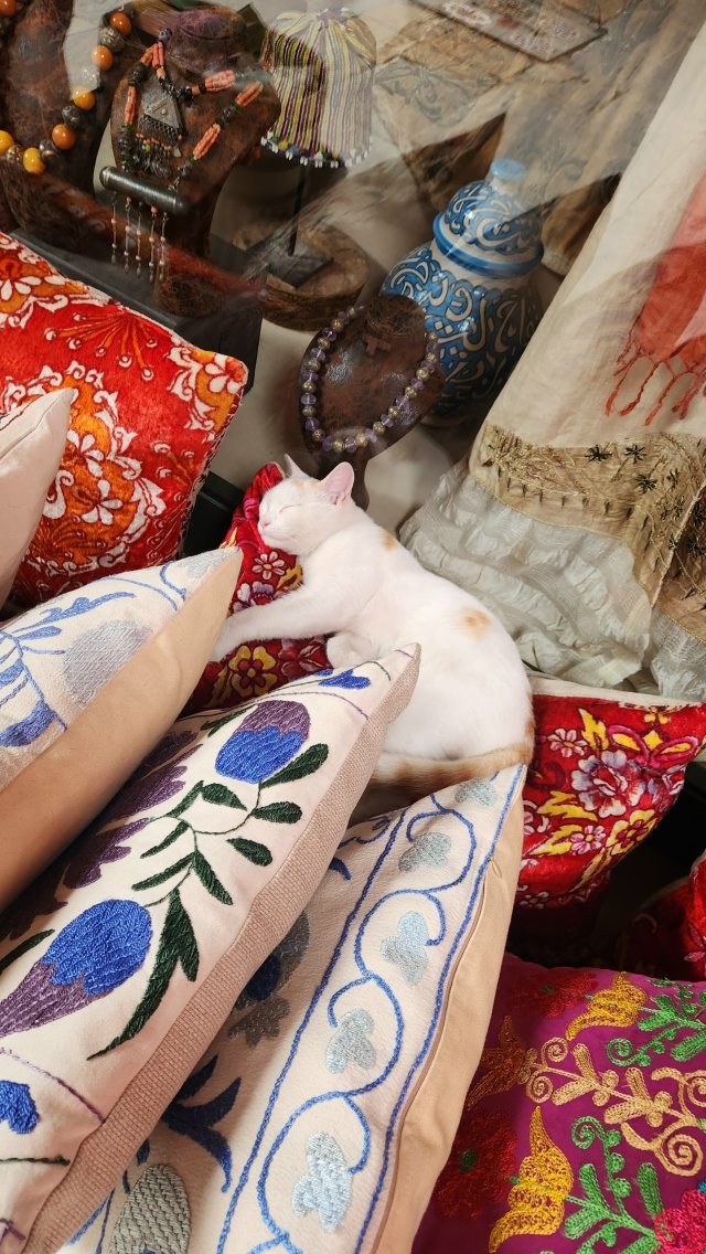 Котики Стамбула