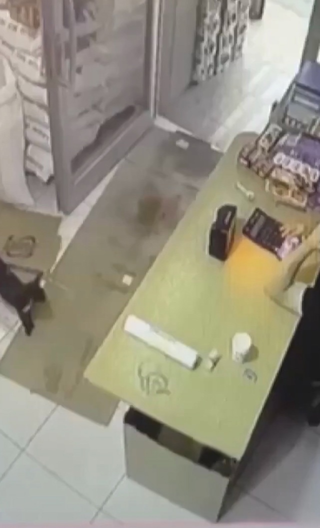 «Все кошки словно хорошо прячущиеся призраки»: в Турци...