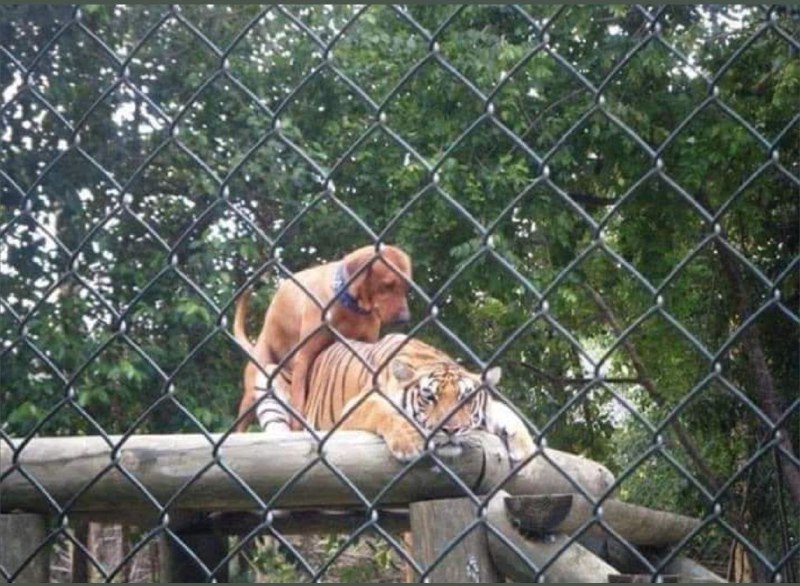 когда постоянно пиздишь на него по жизни, но даешь ему доминировать в постели