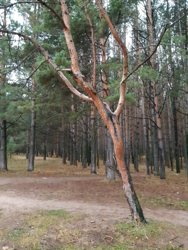 На первый взгляд сосна как сосна,
а ракурс сменился... и...