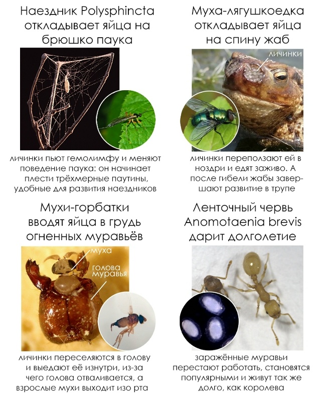 Школьные факты