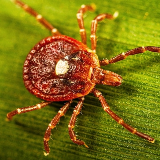 Один укус — и больше никакого мяса В южных и восточны?...