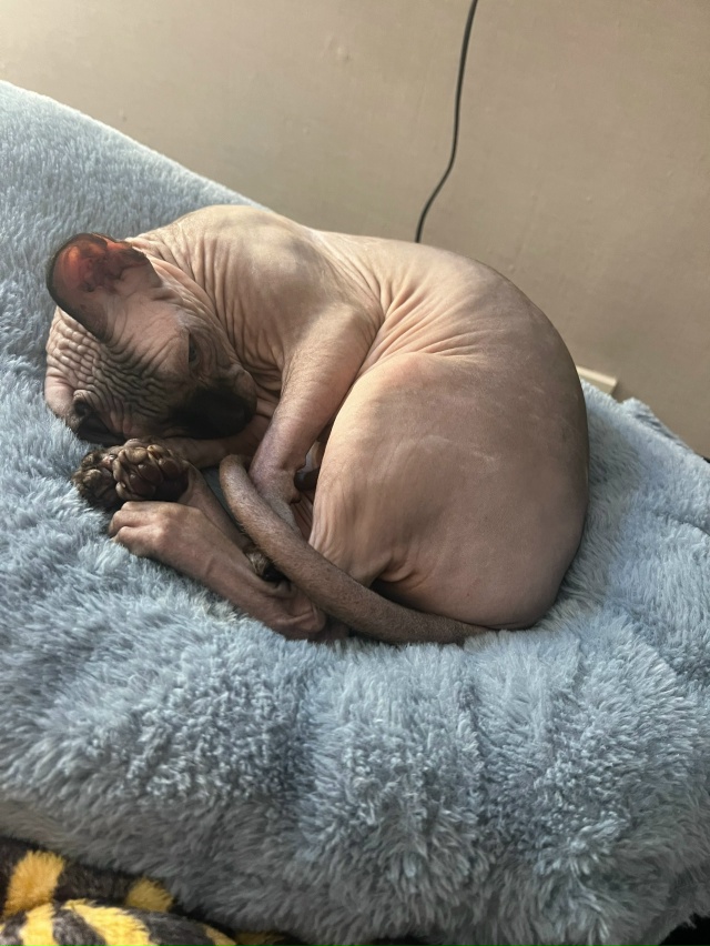 Любимый всратыш Рамзес